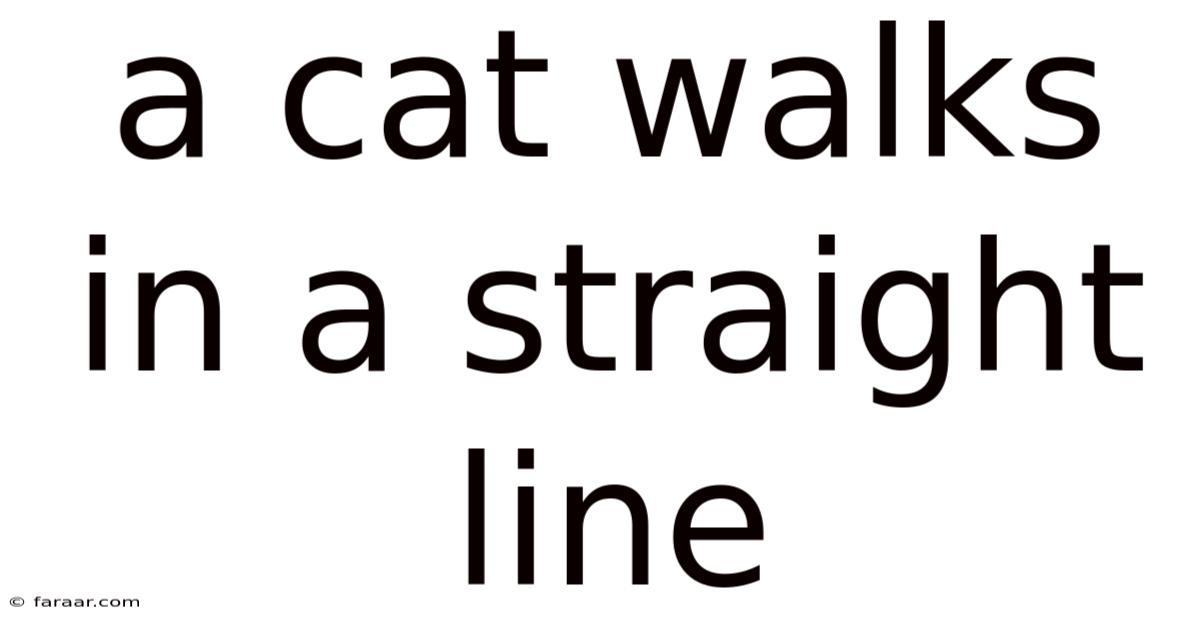 A Cat Walks In A Straight Line