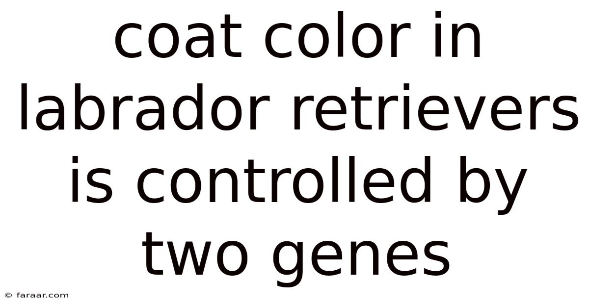 Coat Color In Labrador Retrievers Is Controlled By Two Genes