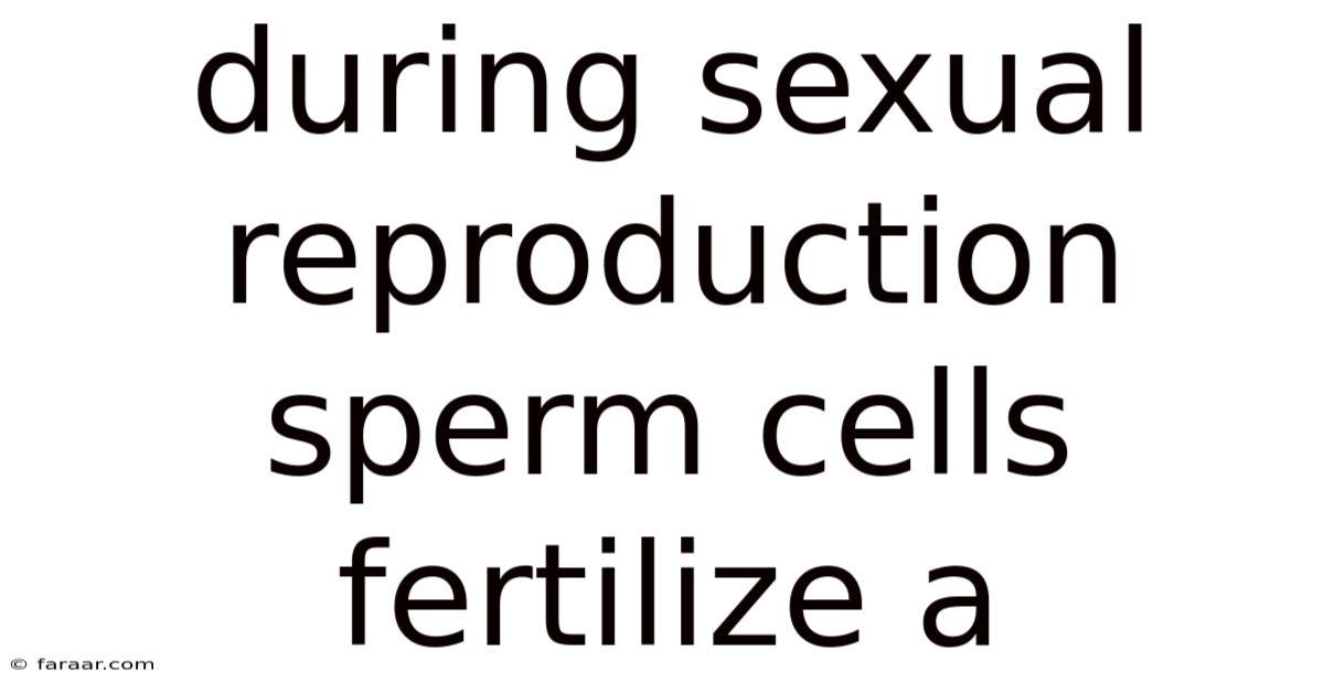 During Sexual Reproduction Sperm Cells Fertilize A