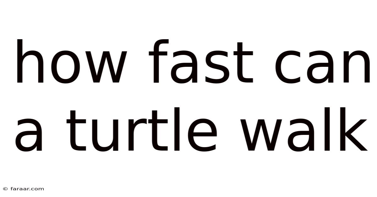 How Fast Can A Turtle Walk