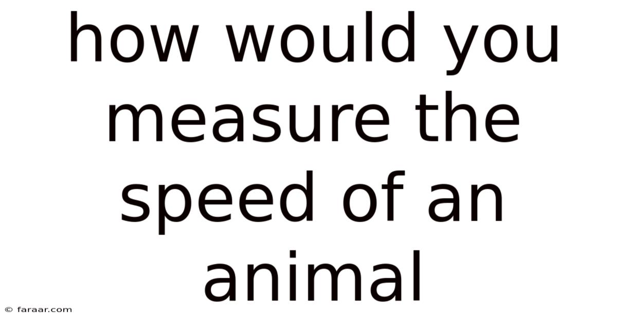 How Would You Measure The Speed Of An Animal