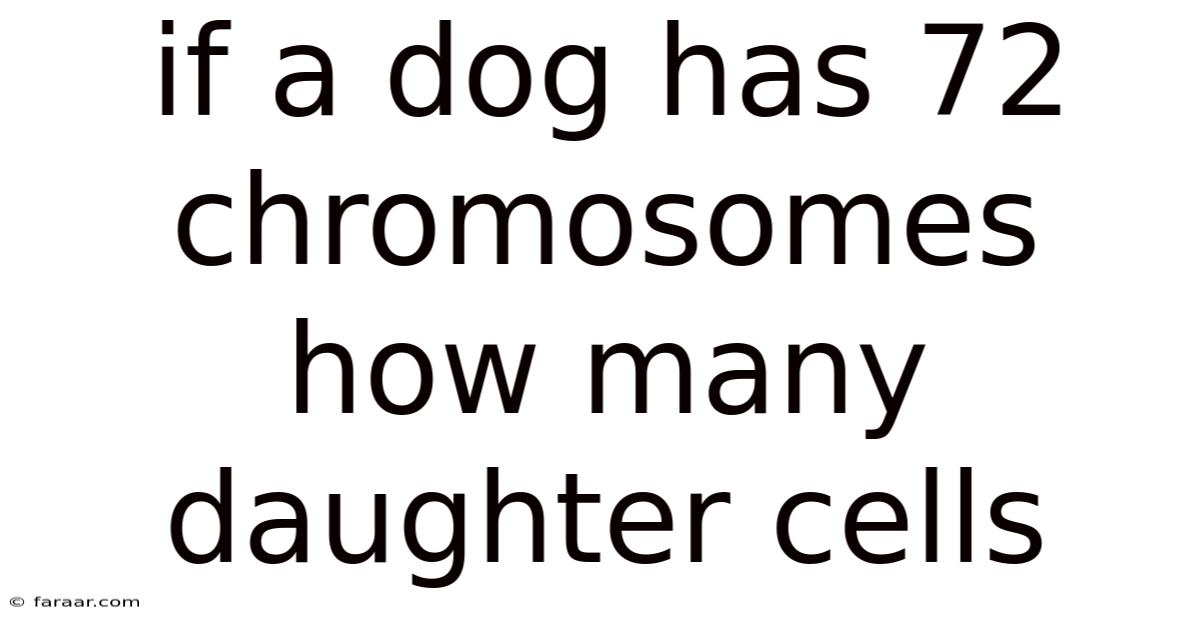 If A Dog Has 72 Chromosomes How Many Daughter Cells