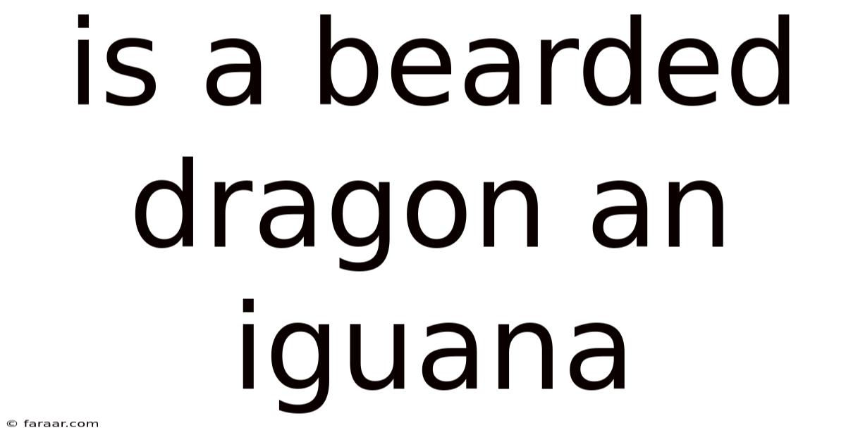 Is A Bearded Dragon An Iguana