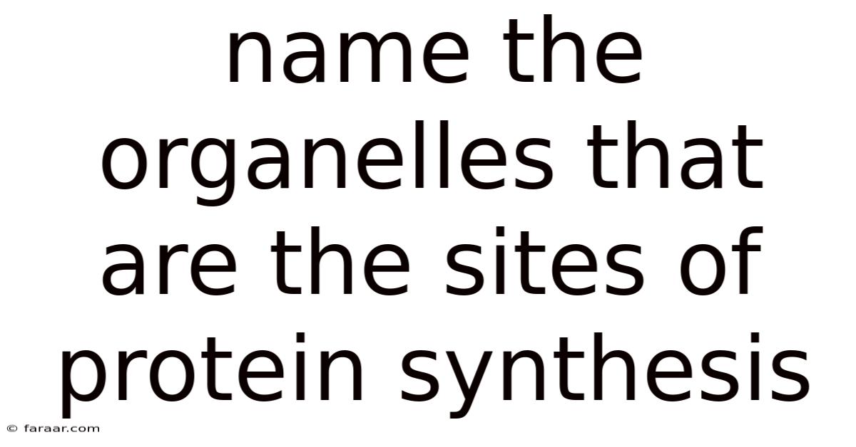Name The Organelles That Are The Sites Of Protein Synthesis