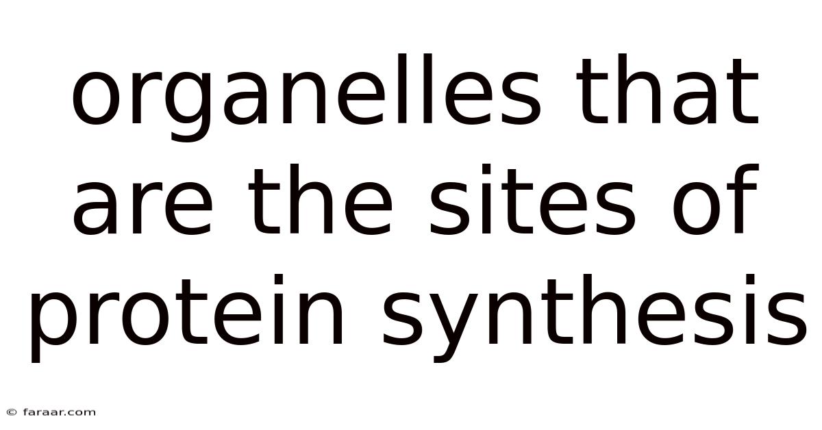 Organelles That Are The Sites Of Protein Synthesis