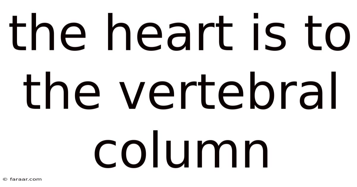 The Heart Is To The Vertebral Column