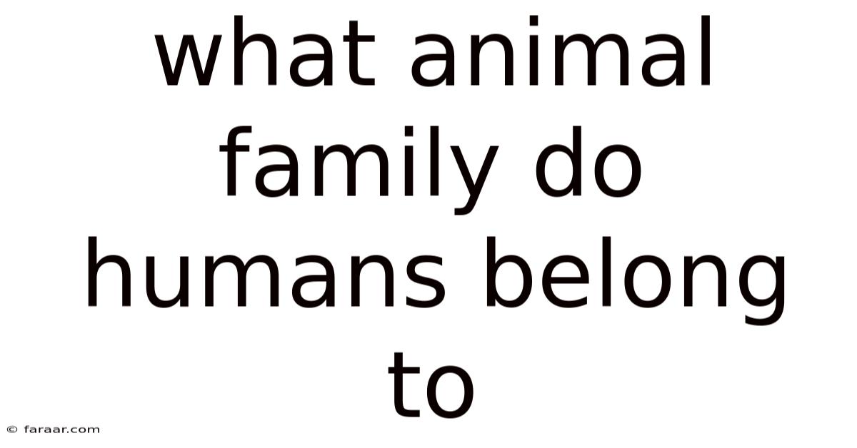 What Animal Family Do Humans Belong To