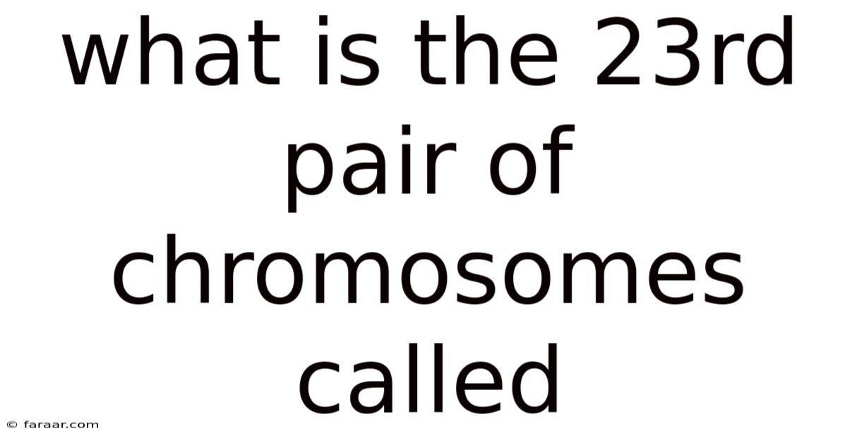 What Is The 23rd Pair Of Chromosomes Called