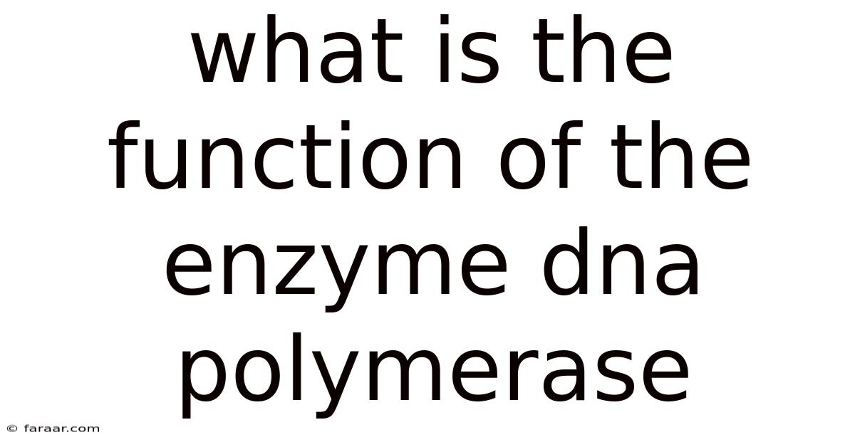 What Is The Function Of The Enzyme Dna Polymerase