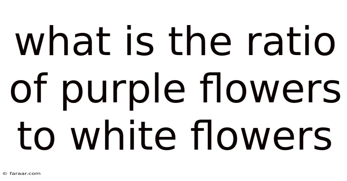 What Is The Ratio Of Purple Flowers To White Flowers