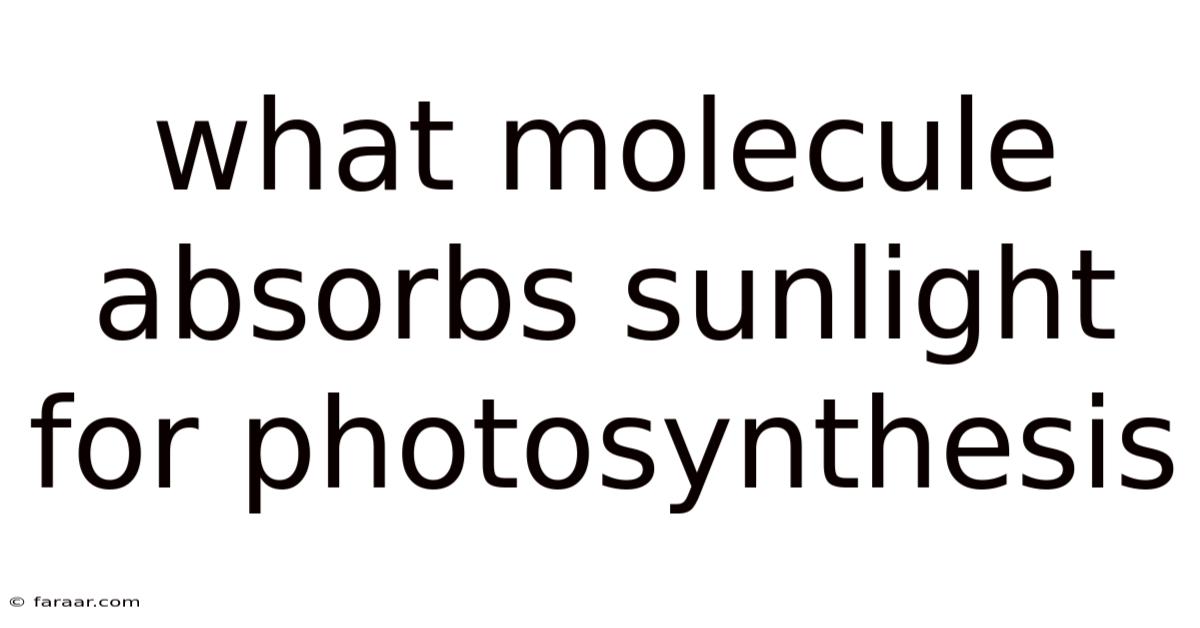 What Molecule Absorbs Sunlight For Photosynthesis
