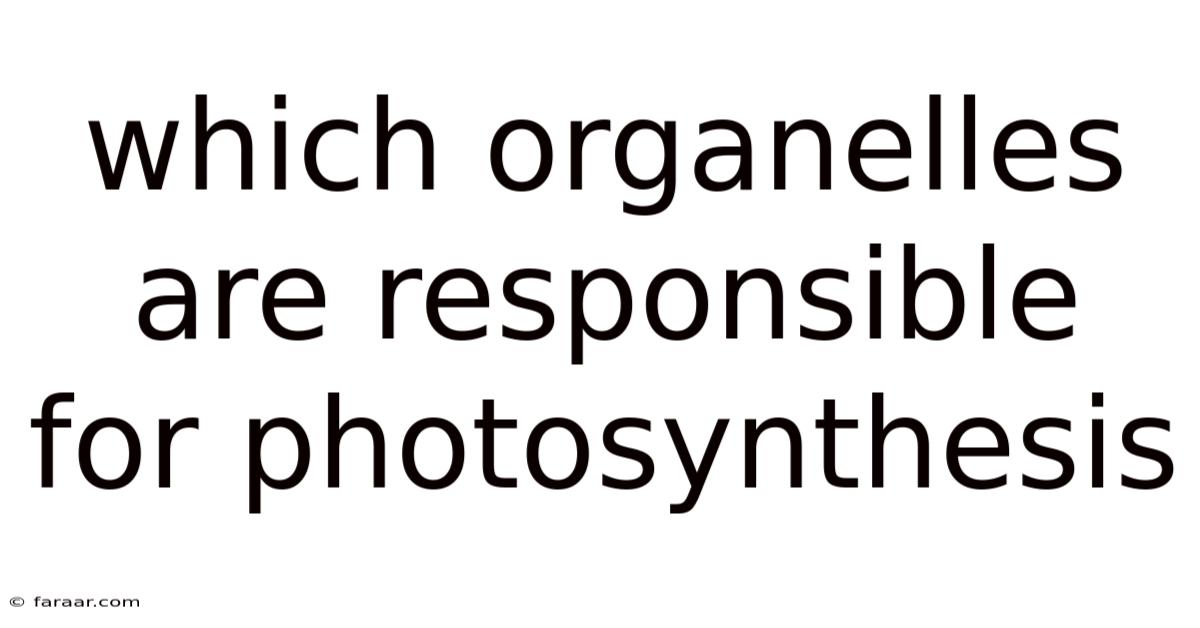 Which Organelles Are Responsible For Photosynthesis