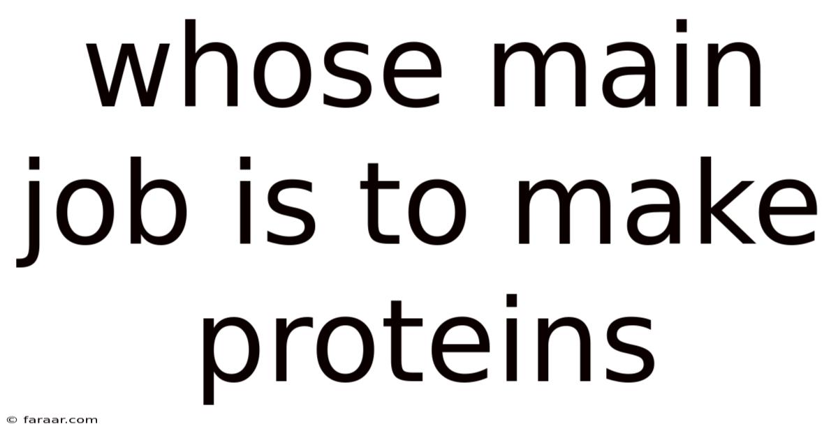 Whose Main Job Is To Make Proteins