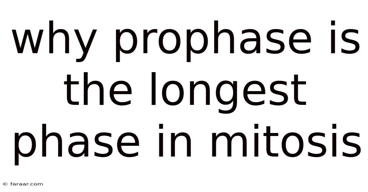Why Prophase Is The Longest Phase In Mitosis